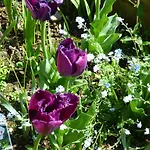 Apartament Oberhof *
