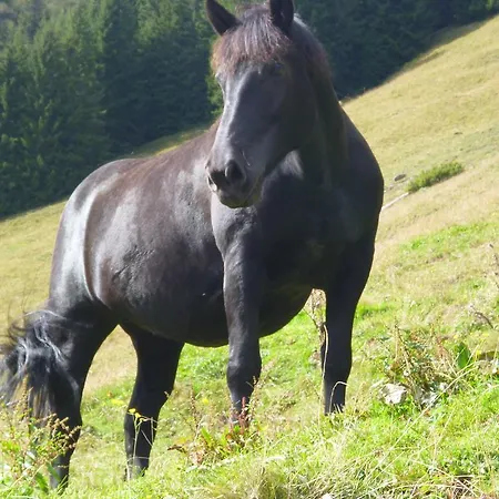 Oberhof * Wagrain