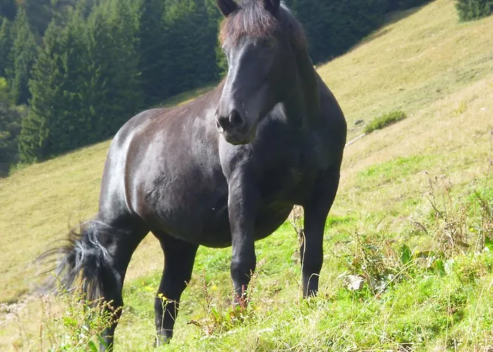 奥伯霍夫公寓 * 瓦格赖恩