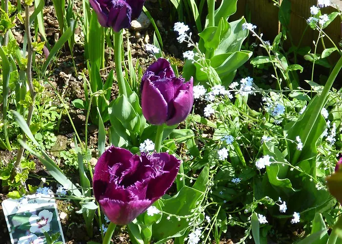 公寓 奥伯霍夫公寓 *